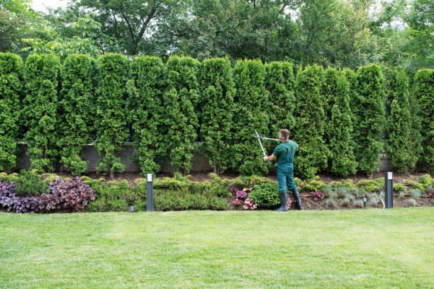 Tree and Shrub Care in South Holland, IL